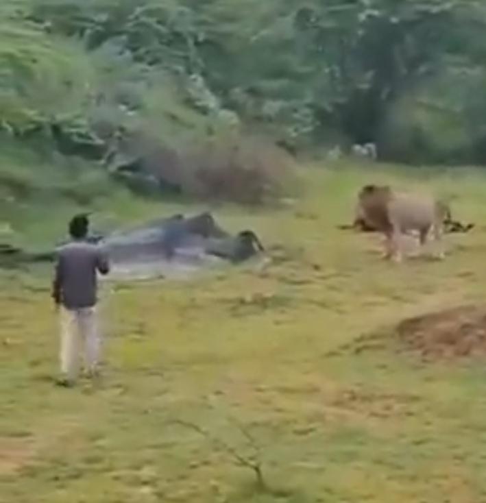 獅子沒看見男子轉身後退,就折返繼續用餐。(X)