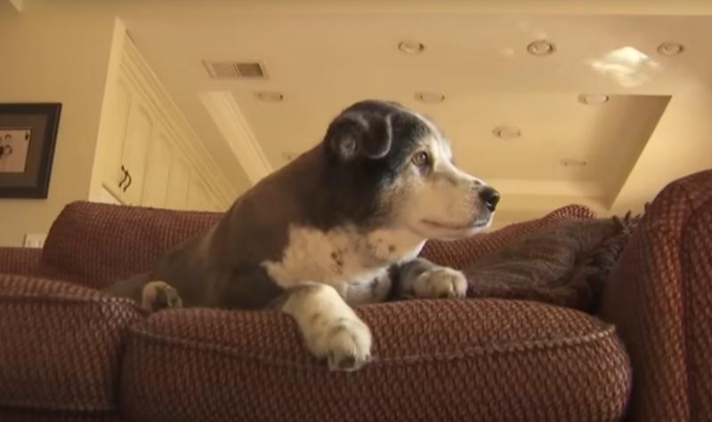 男戶主說,Bandit似乎完全沒有發現家中被美洲獅闖入。(X)