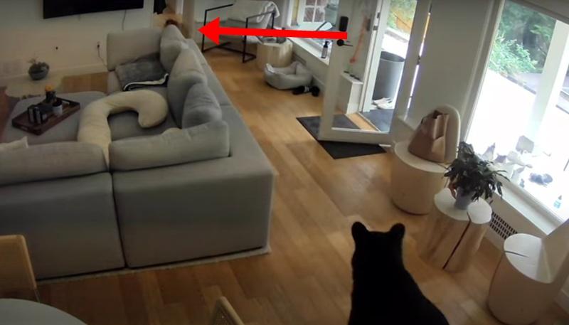 一團小毛球突然從走廊衝出,邊叫邊狂吠,氣勢洶洶,嚇的黑熊拔腿就跑。(YouTube)