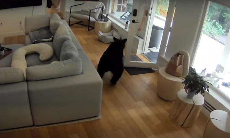 一團小毛球突然從走廊衝出,邊叫邊狂吠,氣勢洶洶,嚇的黑熊拔腿就跑。(YouTube)