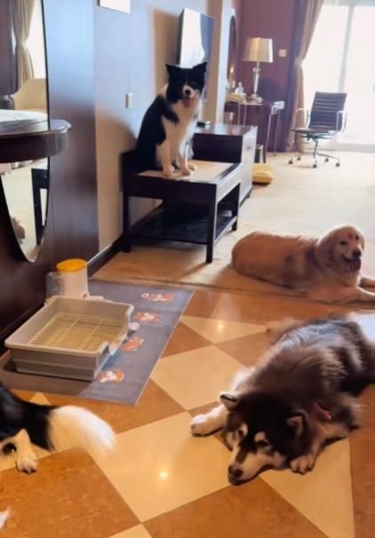 目前酒店共有10隻狗狗在崗。(小紅書)