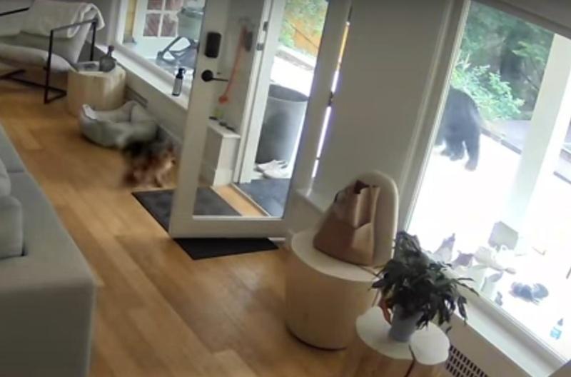 一團小毛球突然從走廊衝出,邊叫邊狂吠,氣勢洶洶,嚇的黑熊拔腿就跑。(YouTube)