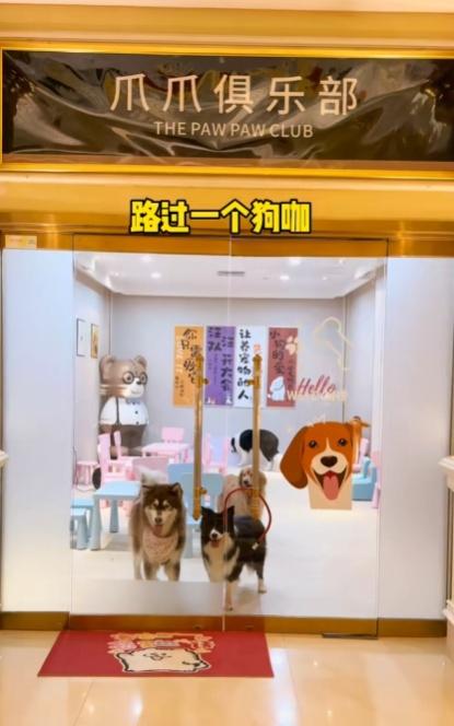 酒店亦設有寵屬電梯、「爪爪俱樂部」、狗狗游泳池及滑梯、障礙區等遊樂設施。(小紅書)