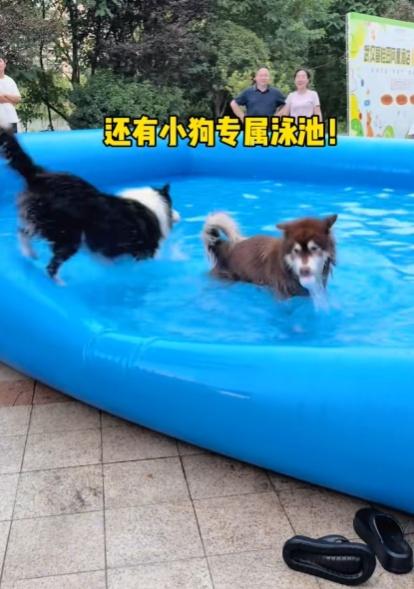 酒店亦設有寵屬電梯、「爪爪俱樂部」、狗狗游泳池及滑梯、障礙區等遊樂設施。(小紅書)