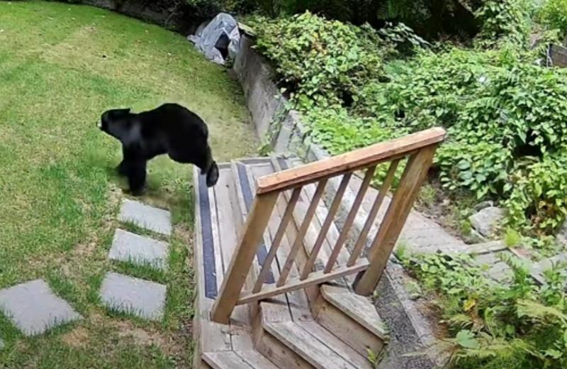 黑熊飛快跑下花園的梯階。(YouTube)