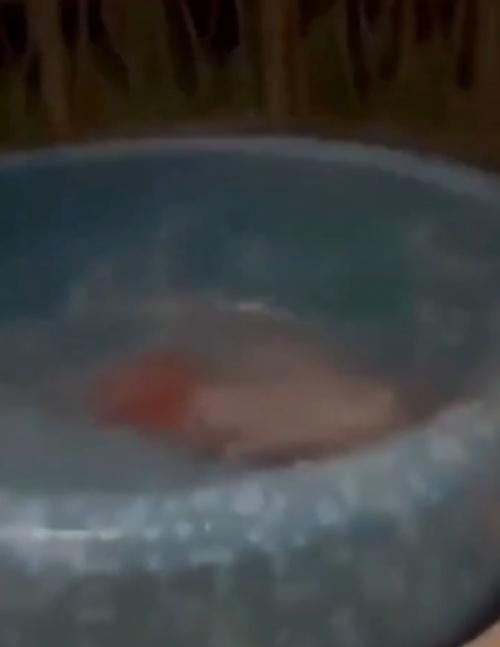 男子當場全身僵硬掉入池中。(X)