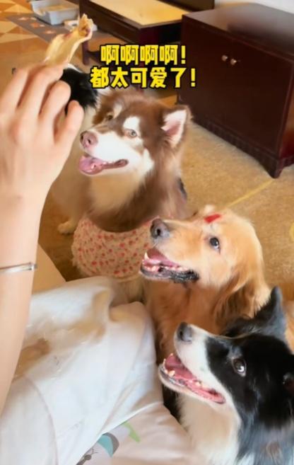 目前酒店共有10隻狗狗在崗。(小紅書)