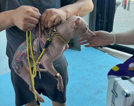 飼主見眾人圍上來拍照,暢快地展示自己的「紋身狗」,還捏起狗狗的後頸:「你們看真的不會痛,牠無感」。(微博)