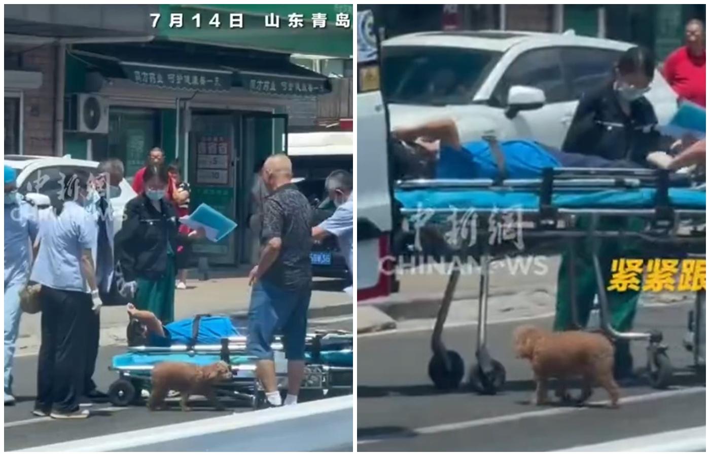 飼主車禍獲救,狗狗守護卻落單焦急兜圈,令網民肉緊。(微博)