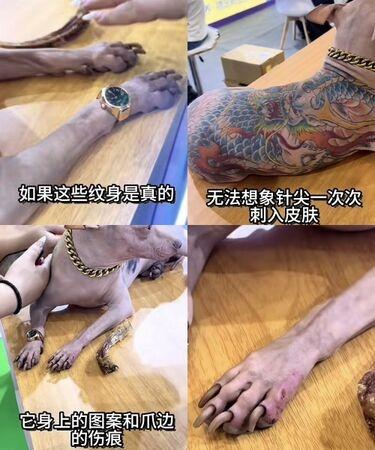 專家:人類打麻藥紋身都很痛,別說動物。(微博)