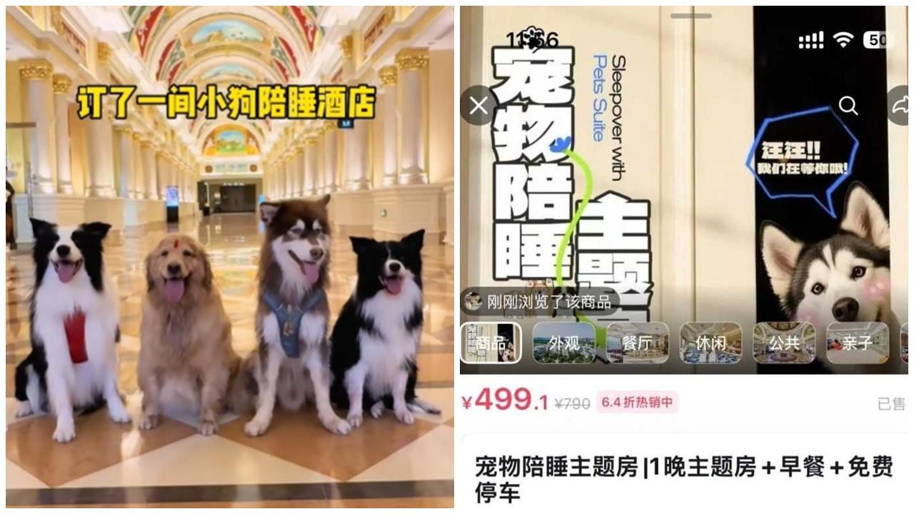 武漢酒店推「陪睡犬」服務,每隻日薪100元大受歡迎。(小紅書)