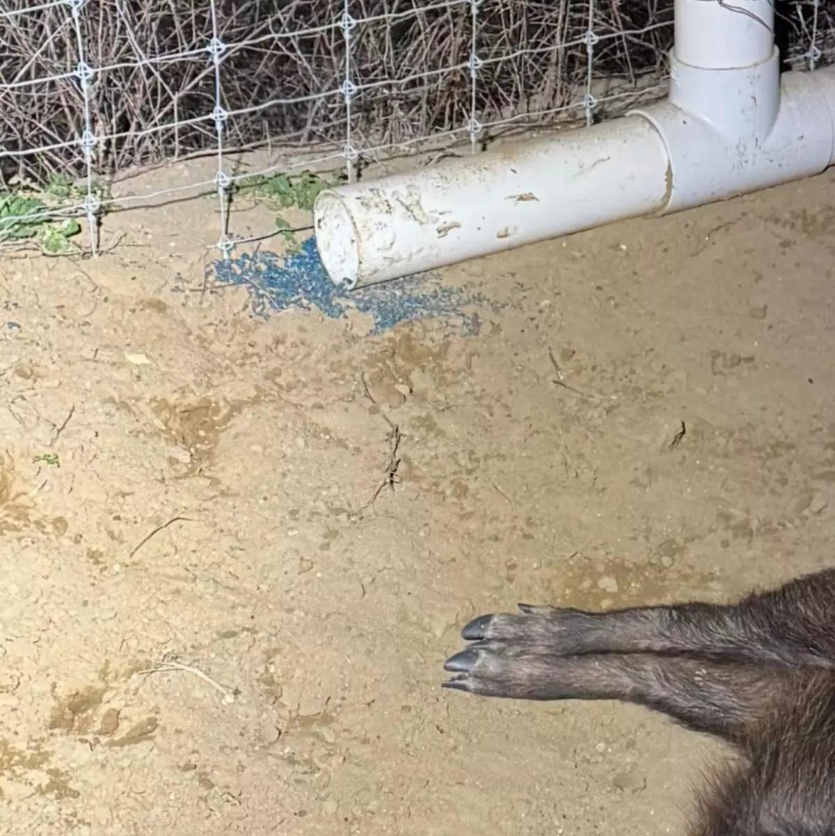 加州魚類與野生動物局(CDFW)表示,這些野豬可能透過誤食塗有染色誘餌的得伐鼠。(X)