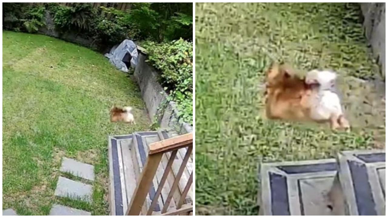 Scout從樓梯上跳下,狂吠不止。(YouTube)