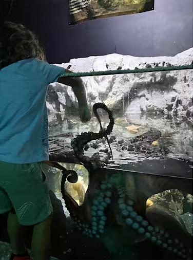 6歲童體驗可以跟北太平洋巨型章魚(Giant Pacific octopus)互動。(X)