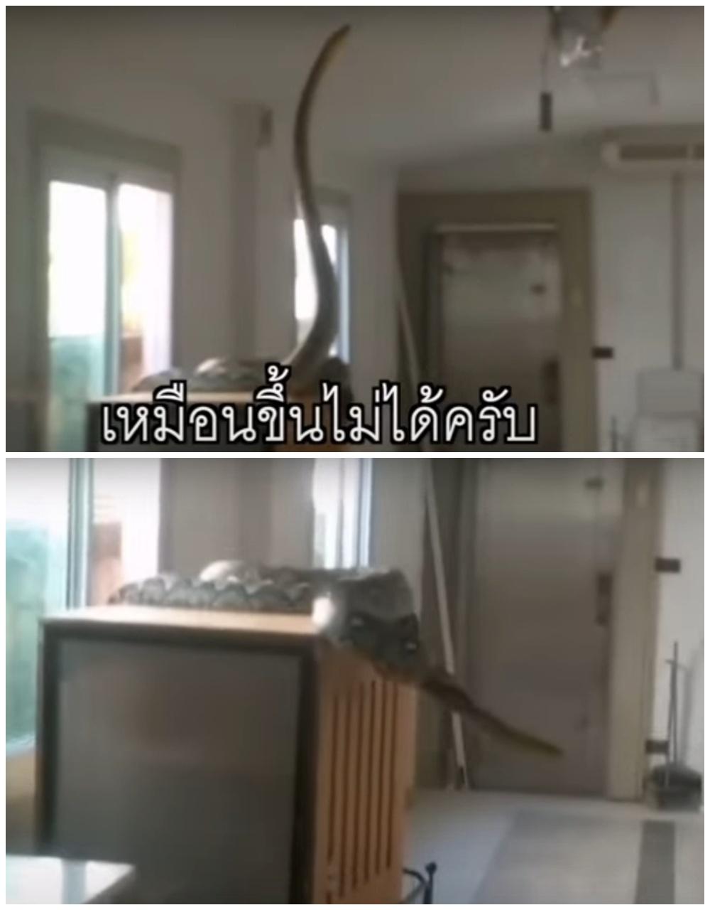 5米巨蟒闖民居變困獸鬥,10隻家貓驚恐搵碇匿。(YouTube)