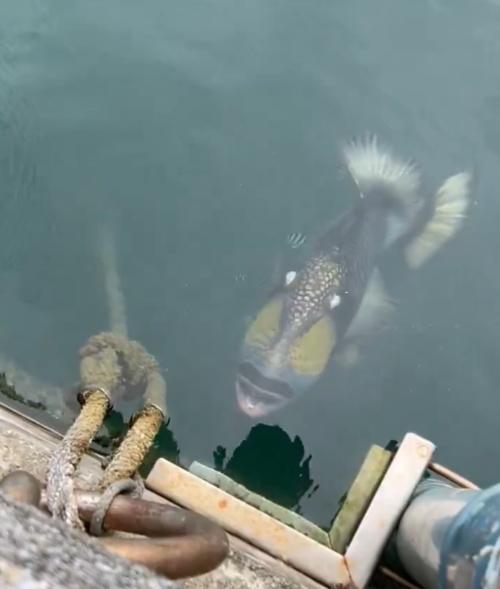 樓主直呼「很恐怖」。(X)