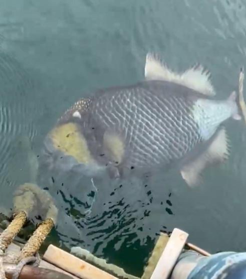 樓主直呼「很恐怖」。(X)