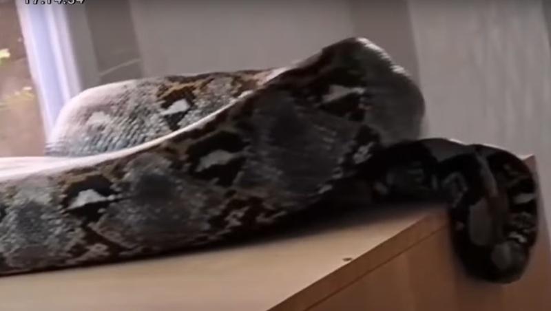 職員:這蟒蛇體型太大 無法獨自應對。(YouTube)