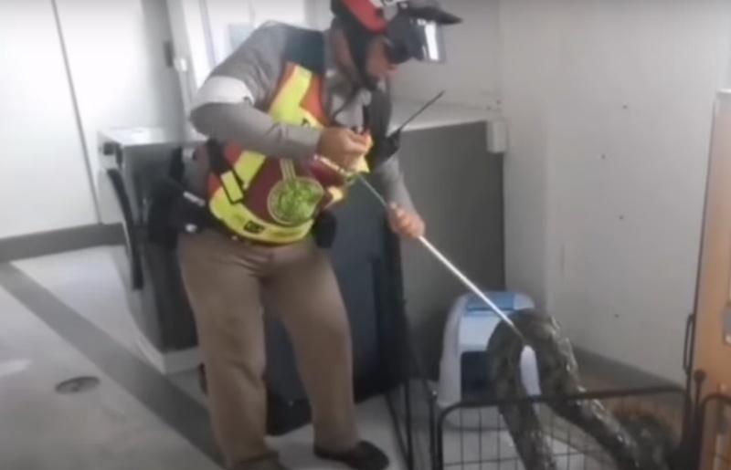 53歲的職員Buppha Amphuang花了一番功夫才將巨蛇拖出屋外。(YouTube)