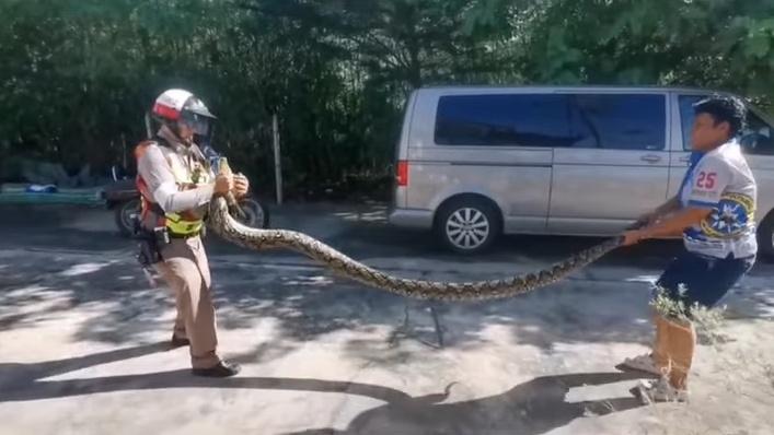 巨蛇被裝進麻袋中,將被送往遠離住宅區的野外放生。(YouTube)