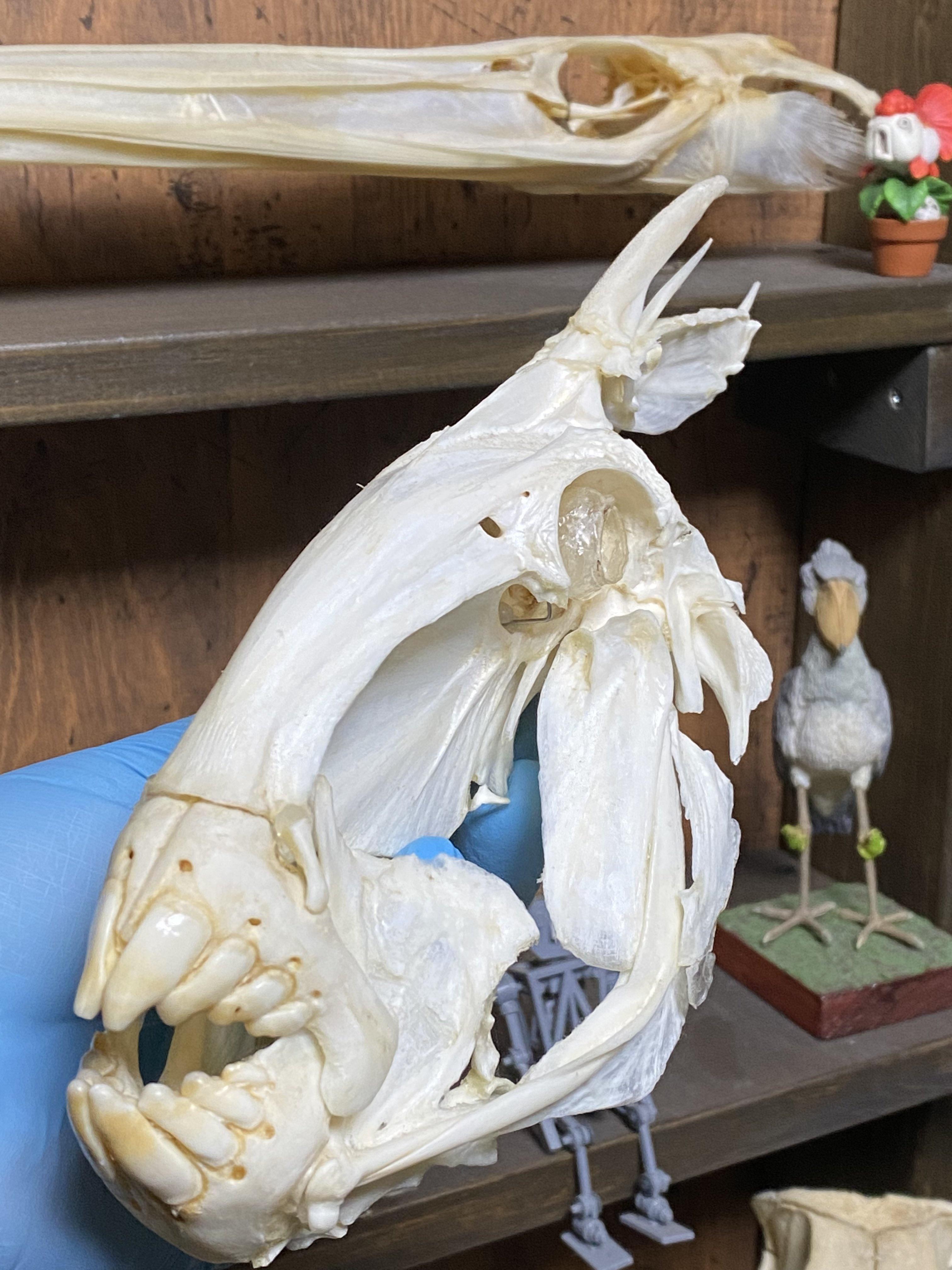 石橋將行:褐擬鱗魨的牙齒又厚又硬,可以咬穿任何堅硬物體。(X)