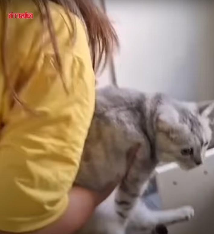 Seumsa就去尋找貓咪們,帶牠們離開該範圍。(YouTube)