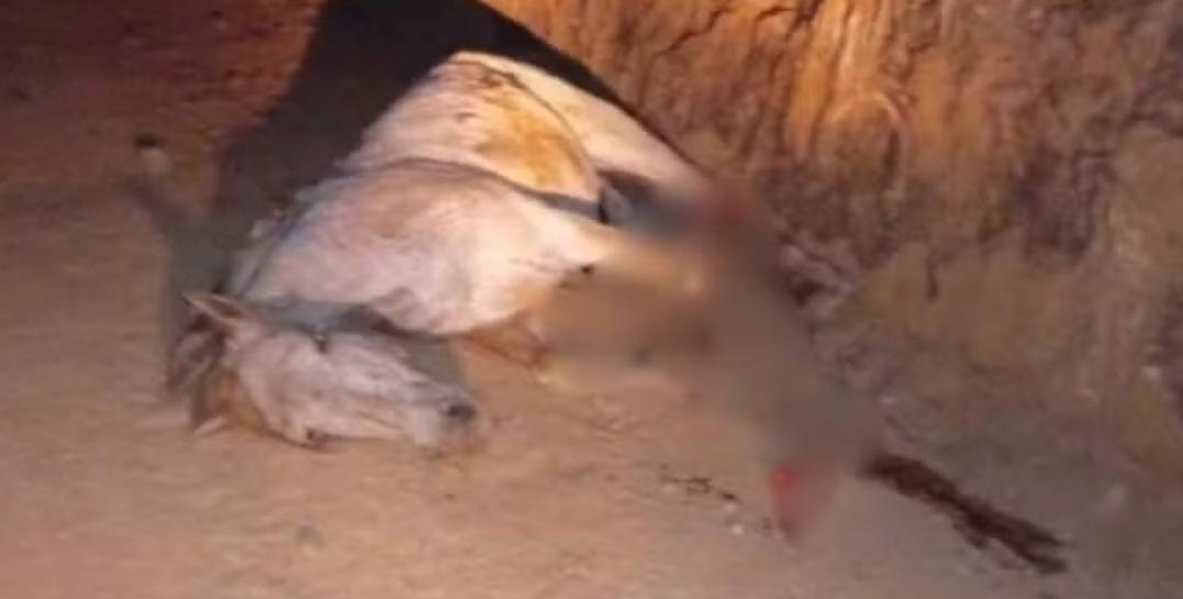 馬被騎到筋疲力盡,兇殘飼主當場揮刀斬四肢棄屍。(X)
