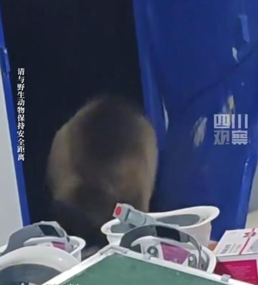 最終成功引導熊離開房間,所有人員安全脫險。(微博)