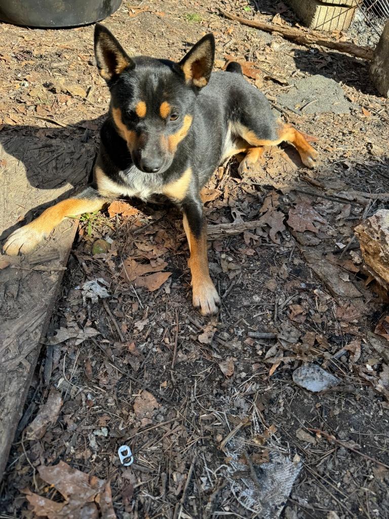 Chicharrón。(網上圖片)