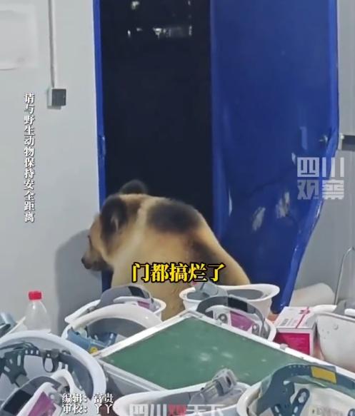 最終成功引導熊離開房間,所有人員安全脫險。(微博)