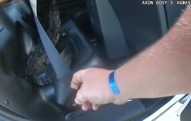 警員將小鱷魚尾巴放入車內,並扣上安全帶,載往附近池塘進行野放。(FB)