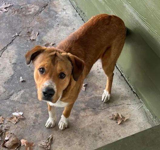 Chichareen。(網上圖片)