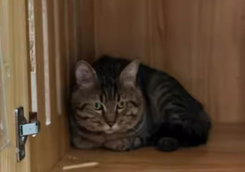 有人呼籲應給寵物更高法律保障,不應等同一般財產。(阿里資產拍賣平台)