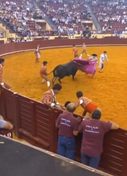 其他鬥牛士透過拉牛尾及揮舞彩布才將牠的注意力分散。 (X)