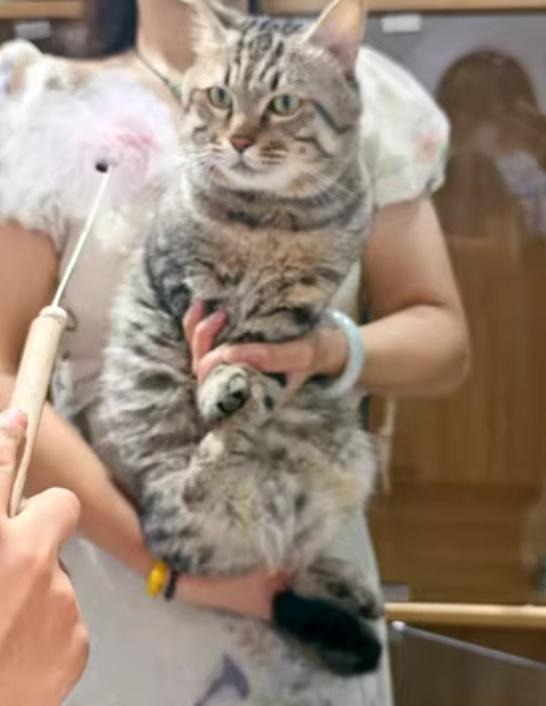 網紅發起籌款兩天募得3,000元「贖金」。(阿里資產拍賣平台)