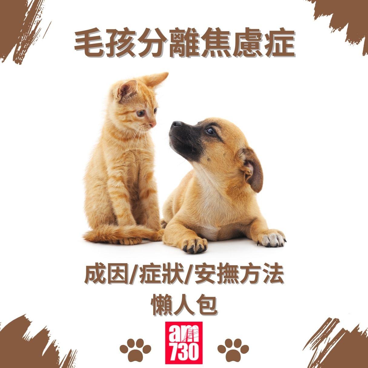 毛孩分離焦慮症成因/症狀/安撫方法懶人包