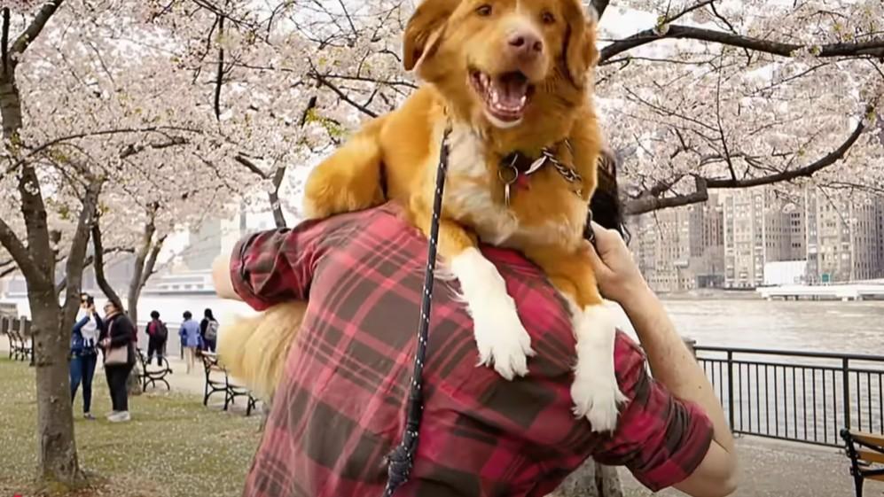 狗狗視角恐怖片《Good Boy》 狗主人Google搜尋量激增2000% (有片)