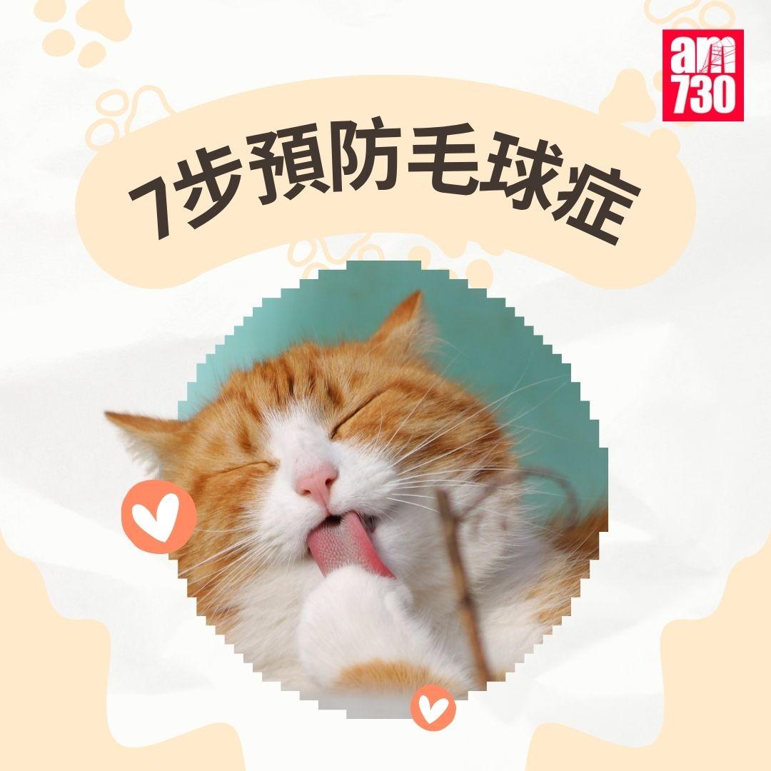 貓咪|7步預防毛球症