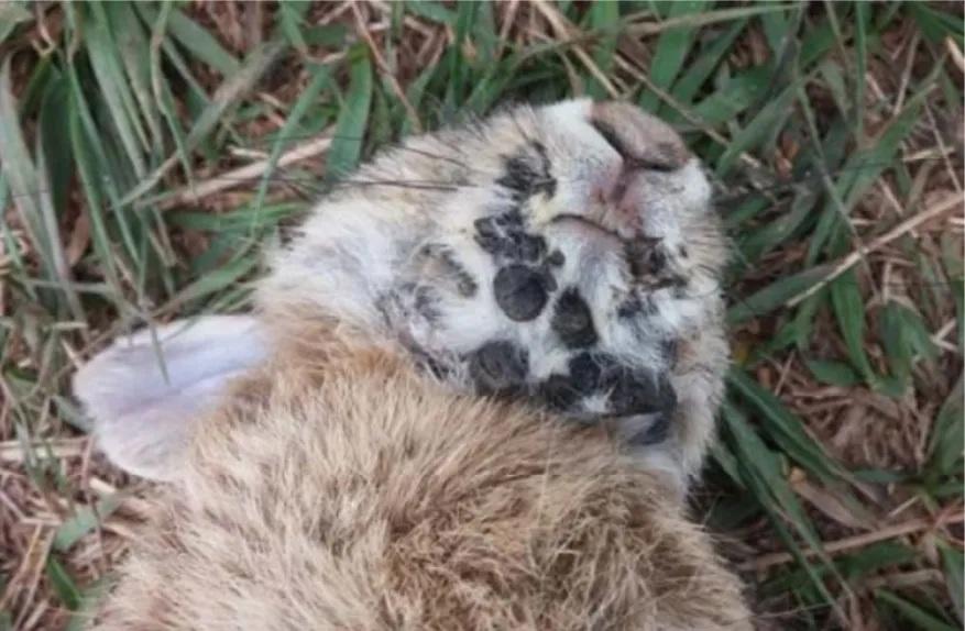 美國現「殭屍兔」長出角和觸鬚惹民眾關注