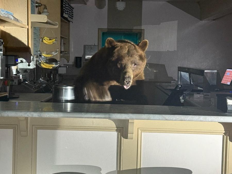 巨大棕熊闖雪糕店覓食 如店員站櫃台處接待