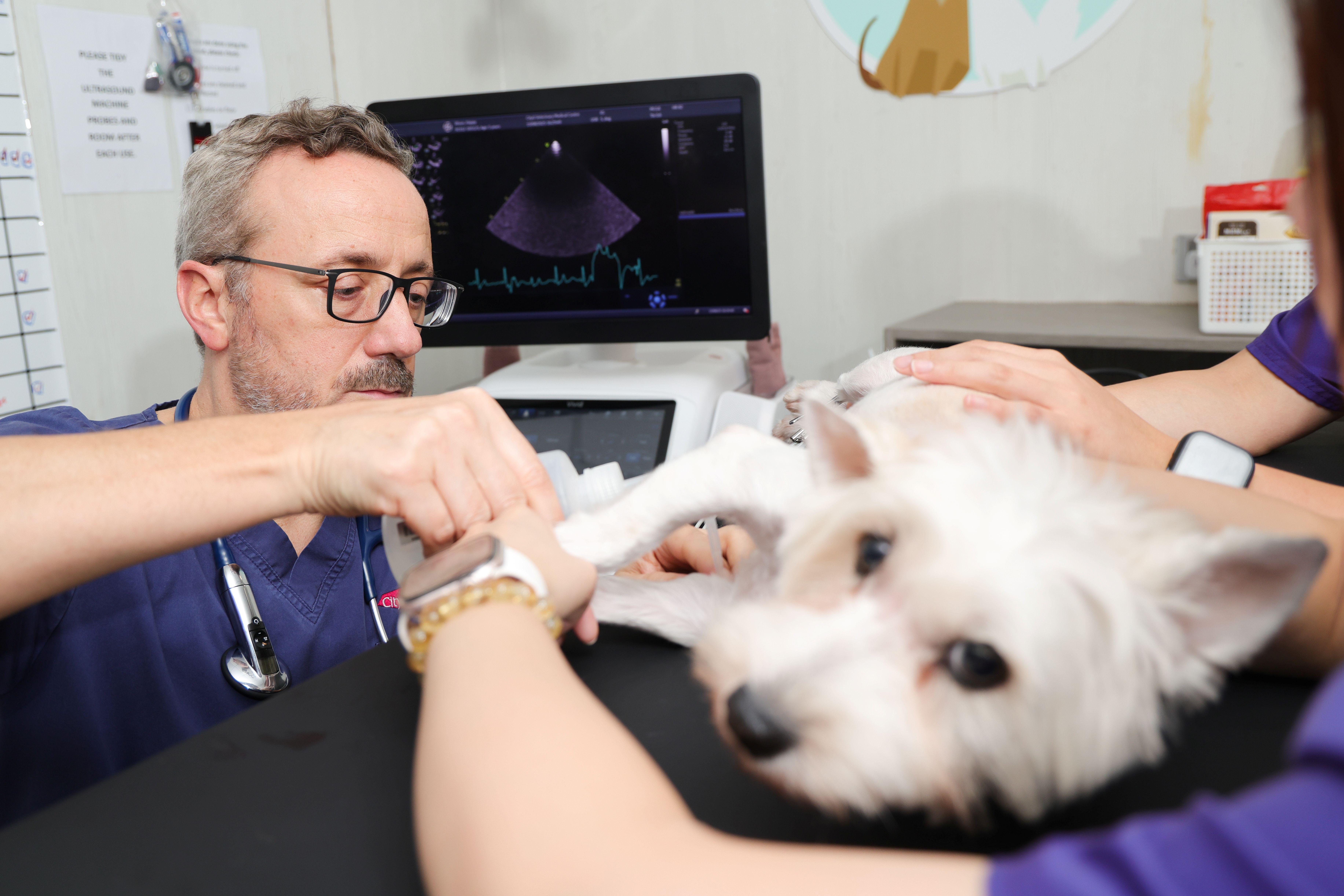 城大動物醫療中心配備先進心臟超聲波儀器