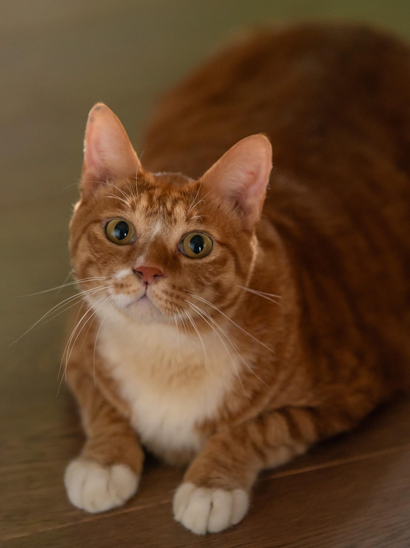 「金童」從12隻貓演員中脫穎而出,參演《調教我的喪屍女兒》。