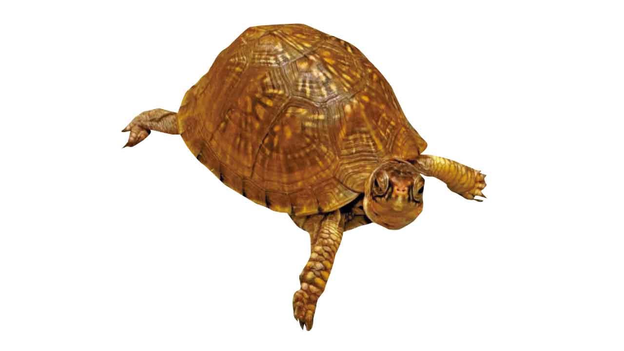 檢獲的箱龜
