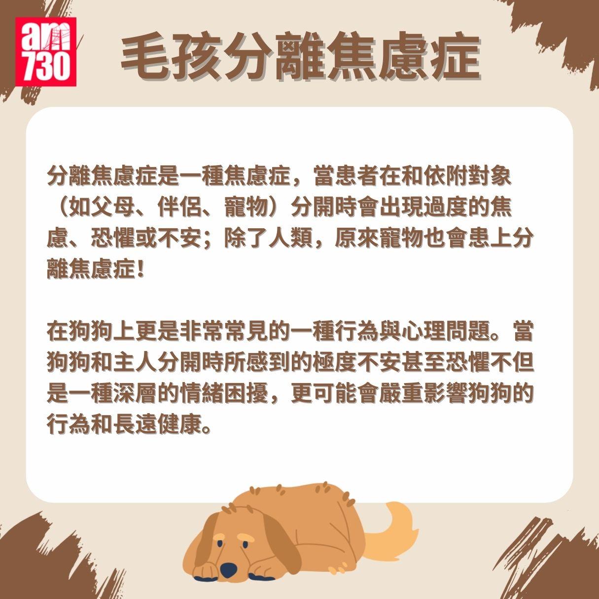 毛孩分離焦慮症成因/症狀/安撫方法懶人包
