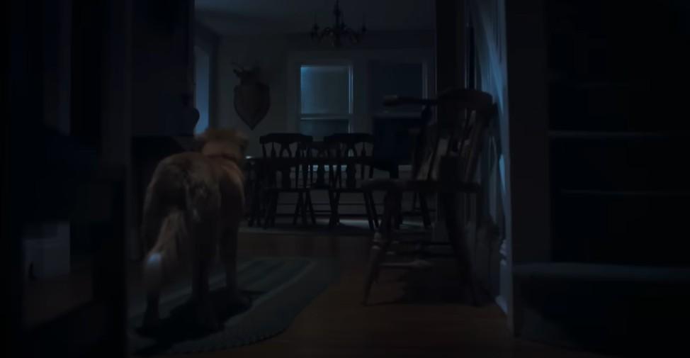 狗狗視角恐怖片《Good Boy》 狗主人Google搜尋量激增2000% (有片)