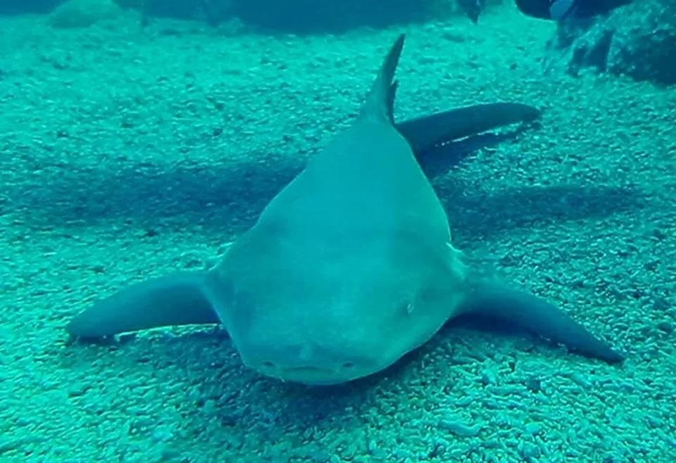 哥斯達黎加現罕見橙色鯊魚 網民:金魚進化