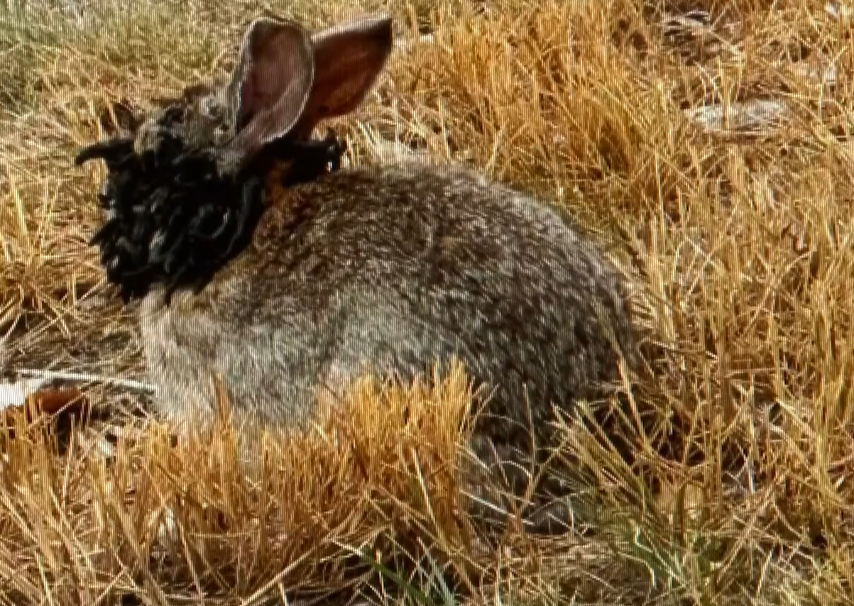 美國現「殭屍兔」長出角和觸鬚惹民眾關注
