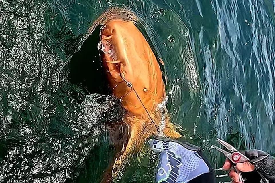 哥斯達黎加現罕見橙色鯊魚 網民:金魚進化