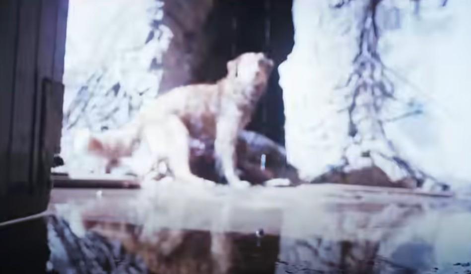 狗狗視角恐怖片《Good Boy》 狗主人Google搜尋量激增2000% (有片)