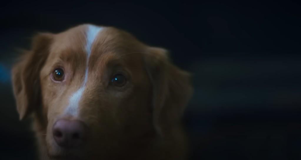 狗狗視角恐怖片《Good Boy》 狗主人Google搜尋量激增2000% (有片)